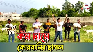 সুন্দর সুন্দর কোরবানির ছাগল পাবেন এই খামারে! কোরবানির ছাগল ২০২৪