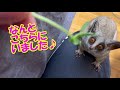 bushbaby plum s growth diary ショウガラゴ プラムの成長日記 178