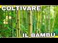 Faccio Le Talee Della Canna Di Bamboo