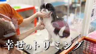 狆犬のトリミング❤️キュートなショートヘアに  狆(チン)のモモさん