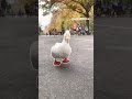 duck bebek goose funny #duck #goose #animals #cute #birds