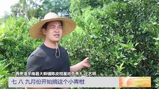 [三农长短说]缤纷果蔬季 广西平南 陈皮柑开始采摘 药用价值高|农业致富经 Agriculture And Farming