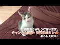 ニャルソック中に侵入者を見失った猫がこちらです