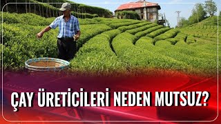 Çay Üreticisi Neden Mutsuz? | Akşam Haberleri