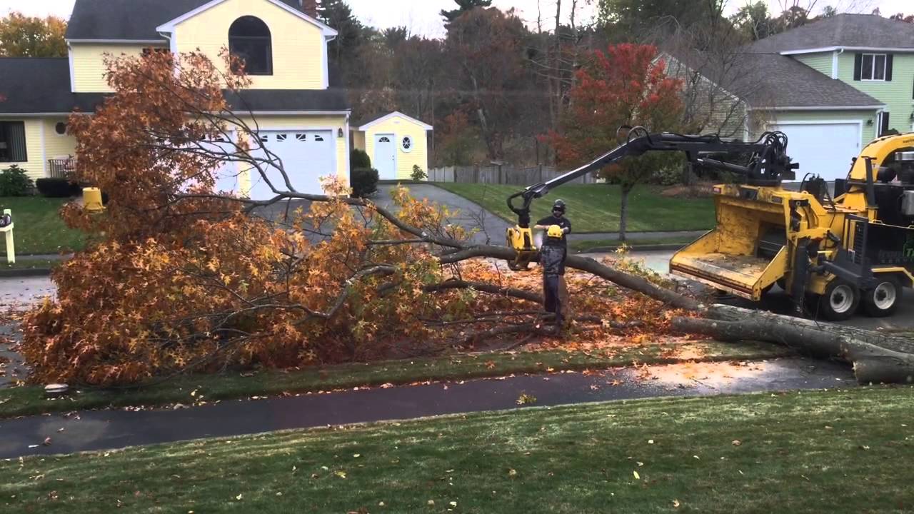 Tree Removal Youtube