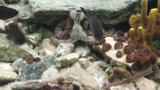 Sub Diving - shy octopus