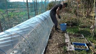 菜園だより201113トンネル張り・畝立て苗植え