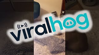 Bunny Drop Kicks a Toilet Paper Roll || ViralHog