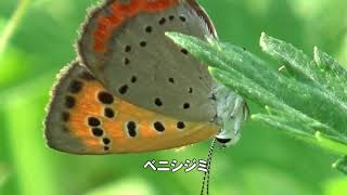 30秒の心象風景14565・草むらに～ベニシジミ～