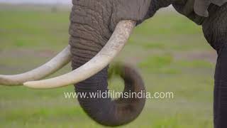 Up close with giants: The majestic African elephant