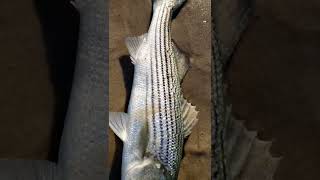 Morning Striped Bass Fishing New York Fishing 钓条纹鲈鱼 Fishing New York Catch and Release