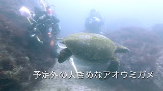 予定外の大きめなアオウミガメ 館山 西川名 202405a【4K】