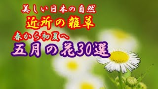 【美しい日本の自然】近所の雑草・五月の花30選(春から初夏へ)