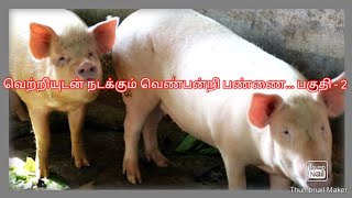 pig farming businessவெற்றியுடன் செய்யற்படும் வெண்பன்றி பண்ணை. பகுதி - 2 வெண்பன்றி பண்ணை#pig farming