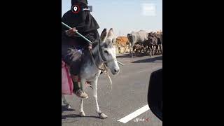 فيديو صادم.. سيدات يرعين قطيع أبقار على طريق سريع في مصر