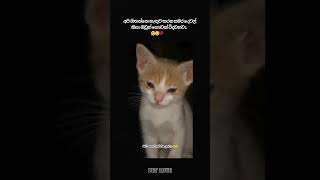 අනේ මට ගහන්න එපා 😭💔#shorts #foryou #cats #pets #love #trending