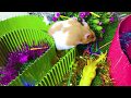 Maze 2020 for Hamsters | Cute Pet Hamster Tv