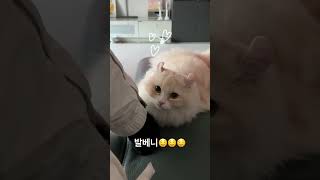 발베니 🤍🐥💚 위스키 아님 주의 (귀여운 뒷모습) #먼치킨 #조카냥이 #킨카로우 #shorts