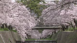 夙川桜並木