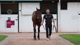 2024 THE AUGUST SALE - Lot 272 - f. N(BLUE POINT x PUNTARELLE)