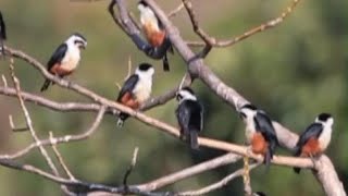 The collared falconet: The 'Hobbit' among raptors