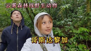 Travel through the clouds in the Costa Rican rainforest to find wild animals.在哥斯达黎加热带雨林的云里穿梭找小动物