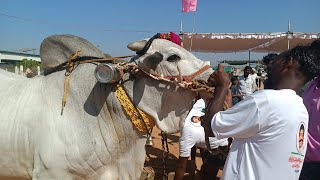 ఉత్తనూరు 4 పళ్ళ విభాగం బండలాగుడు పోటీలు 29 హుస్సేన్ అప్ప