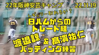 日ハムからトレードの渡邉\u0026髙濱　レギュラー取れるか！？秋季キャンプでのバッティング練習風景 阪神安芸キャンプ 22.11.19