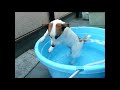 びっくりした！かわいい犬 ジャックラッセルテリア dog jack russell terrier