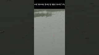 낚시대 2-3대 충분,입질,후킹,전층낚시,내림낚시,#낚시#fishing#fish