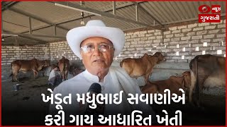 Amreli : Savarkundla ના ઠવી વીરડી ગામના મધુભાઈ સવાણીએ ગાય આધારિત ખેતીમાં બાગાયતી પાક લીધો