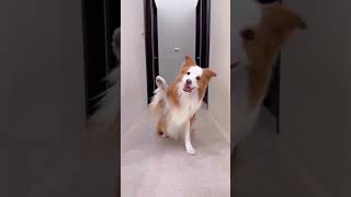 dogs funny videos #shorts #viralvideo #funny #dog #cute #doglover #amazing #foryou #fyp #america