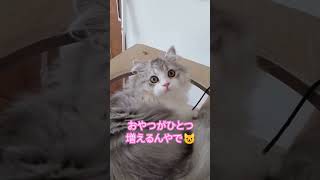 #ラガマフィン#キャットタワー#おやつ#猫のいる生活