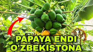 ПАПАЯ ВА БАНАН КУЧАТЛАРИ ХОСИЛДОР ПАПАЯ МЕВАСИ PAPAYA KO'CHATLARI VA BABAN KUCHATLARI PAPAYA MEVASI