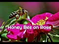 Honey Bee and Rose Flower - ATTRACTING BEES