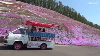 No.72【🌸東藻琴芝桜公園】🌸遊覧車に乗って芝桜を見よう🌸芝桜まつり2022