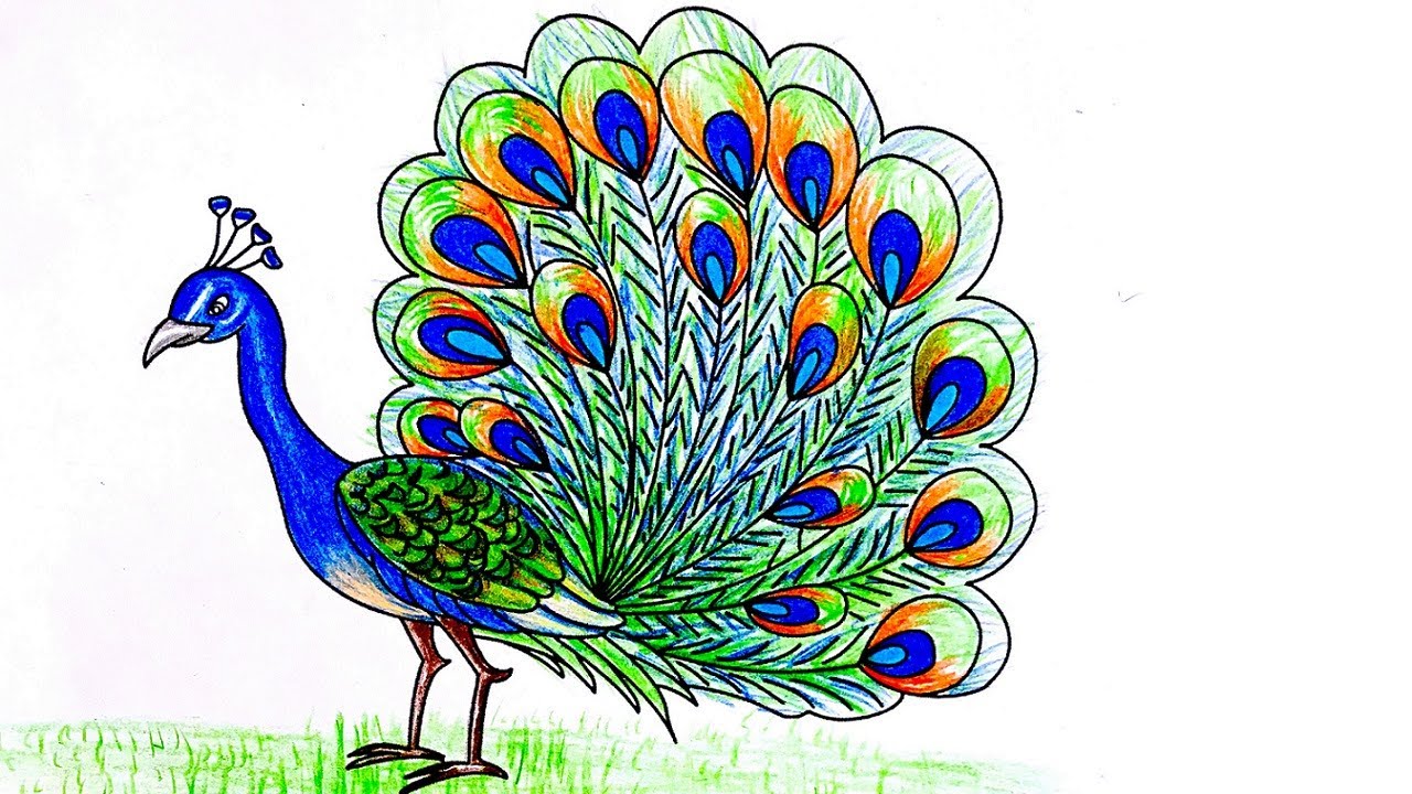 How To Draw A Peacock Very Easy Peacock Sketch Draw Session - YouTube