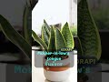 top 10 indoor plants lucky plants best indoor plants for clean air moneyplants indoorplants