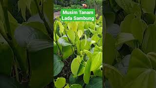 Bibit Lada Sambung Melada.....