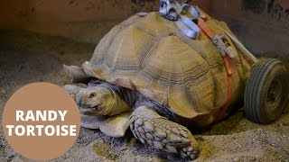 Tortoise fitted with wheels after developing arthritis