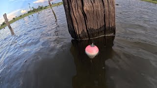 É jogar Perto do toco e esperar a bóia afundar Pescaria no Rio thomaizao