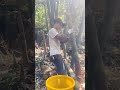 farmer harvesting bamboo shoots in the farm landscape