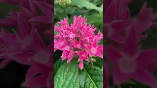 Lowe’s®️Pink Pentas (Egyptian Starcluster) #garden #gardening #shorts