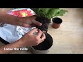 how to grow and care for indoor gerbera plant house plant care gerbera daisy know this today