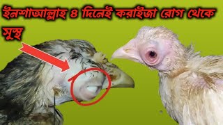 ইনশাআল্লাহ ৪ দিনে করাইজা রোগ থেকে সুস্থ (infectious coryza)