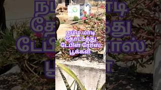 நம்ம வீட்டு டேபிள் ரோஸ் பூக்கள் இன்று 🏵️🌸💮🌼❤️👍