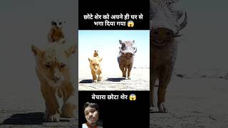 इस छोटे शेर को अपने ही परिवार से निकलना पड़ा 🐅 #shorts #movie #shortsfeed #anime #recap