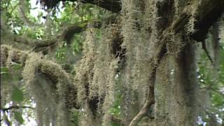 International Sustainable Forest Management
