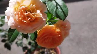 植物小知識66~玫瑰（Rosa chinensis）~果汁陽台~（Juicy Terrazza）再介紹