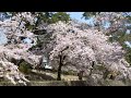 西宮 夙川の桜2017.4.14.